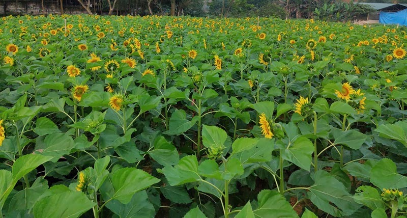 Vườn Hoa Minh Thảo ở Huyện Phù Ninh, Tỉnh Phú Thọ